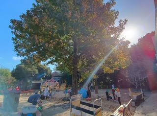 秋晴れと落ち葉